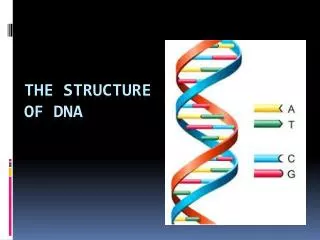the structure of dna