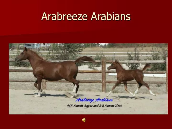 arabreeze arabians