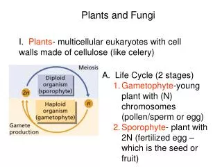 I. Plants - multicellular eukaryotes with cell walls made of cellulose (like celery)