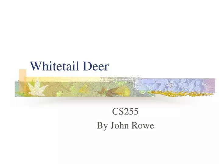 whitetail deer