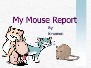 My Mouse Report