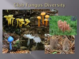 Club Fungus Diversity