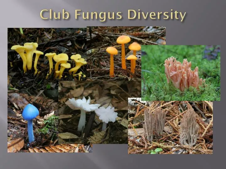 club fungus diversity