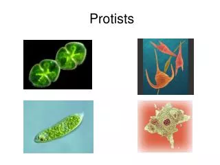 Protists