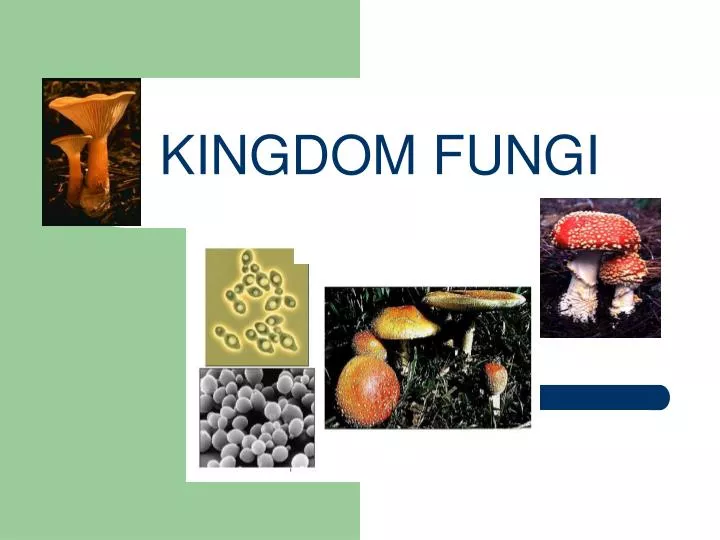 kingdom fungi