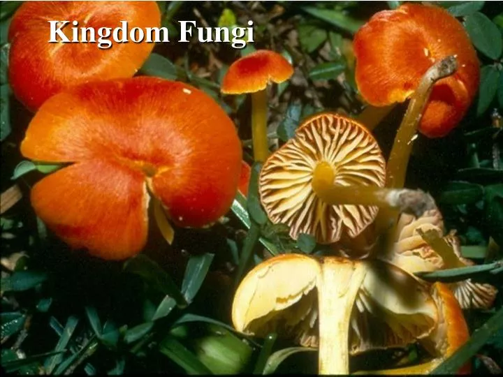 kingdom fungi