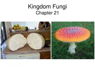Kingdom Fungi Chapter 21