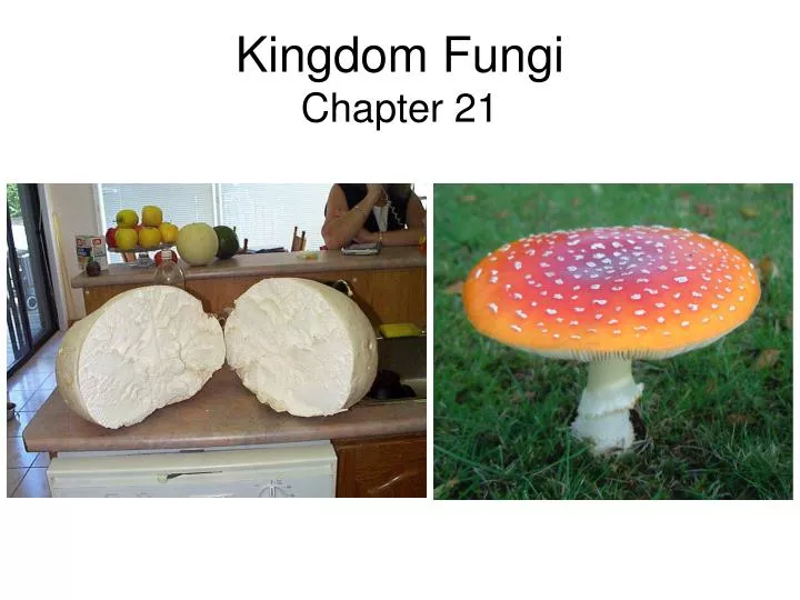 kingdom fungi chapter 21