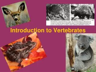 Introduction to Vertebrates