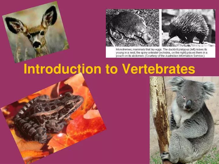 introduction to vertebrates