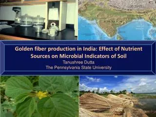 Golden fiber production in India: Effect of Nutrient Sources on Microbial Indicators of Soil Tanushree Dutta The Pennsyl