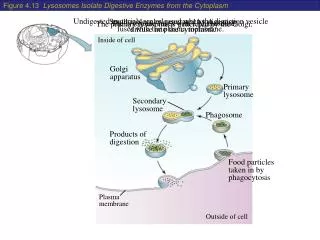 Figure 4.13 Lysosomes Isolate Digestive Enzymes from the Cytoplasm