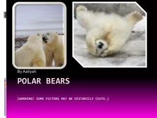 Polar bears (WORNING! SOME PICTORS MAY BE HISTARICLY CEUTE.)