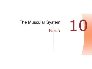 The Muscular System Part A