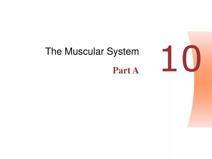the muscular system part a