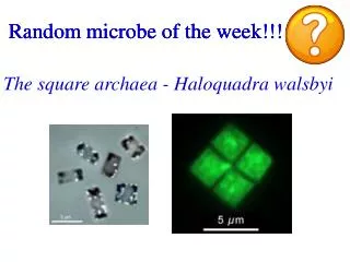 Random microbe of the week!!!