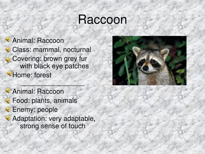 raccoon