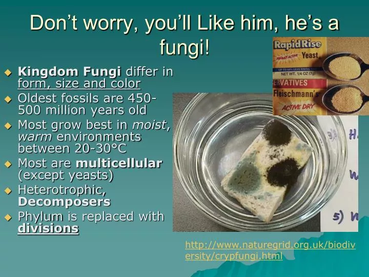 don t worry you ll like him he s a fungi