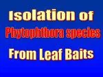 Isolation of - slide 1