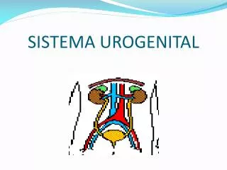 sistema urogenital