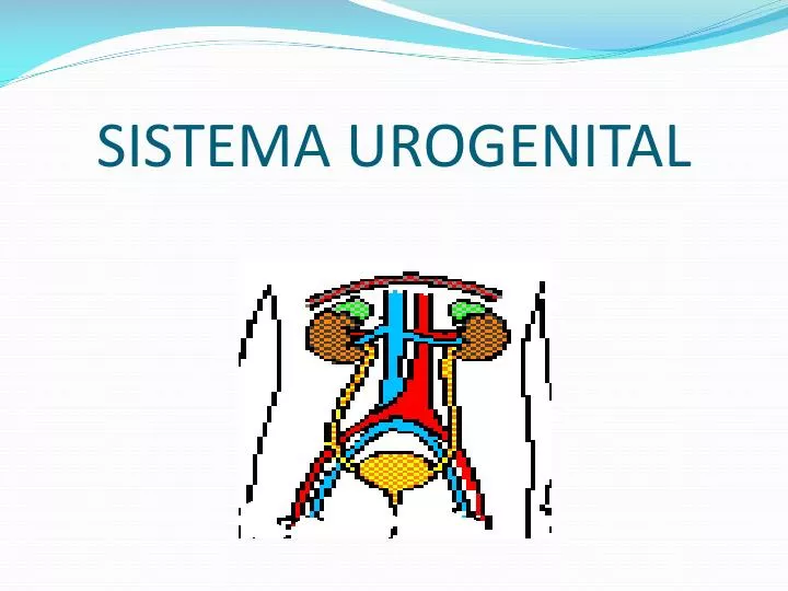 sistema urogenital