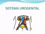 SISTEMA UROGENITAL - slide 1