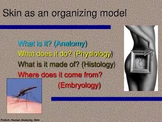 Skin as an organizing model