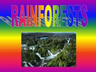 RAINFORESTS