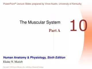 The Muscular System Part A