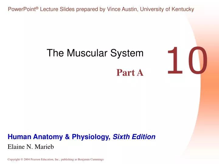 the muscular system part a