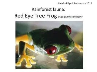 Rainforest fauna: Red Eye Tree Frog ( Agalychnis callidryas)
