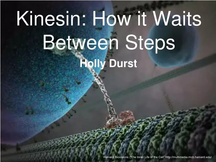 kinesin how it waits between steps