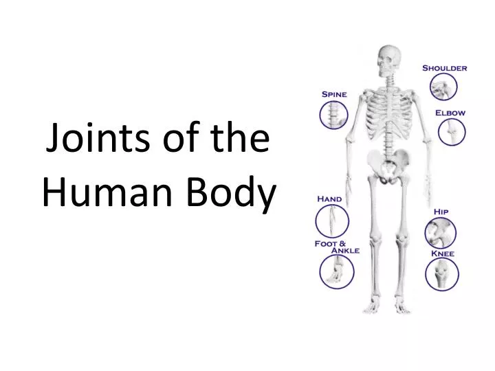 joints of the human body