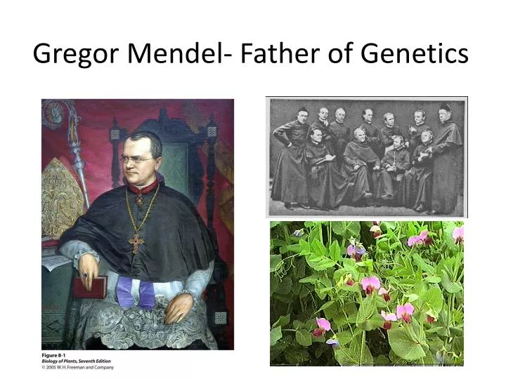 gregor mendel father of genetics