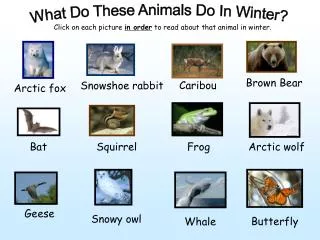 What Do These Animals Do In Winter?