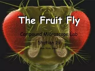 The Fruit Fly