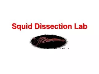 Squid Dissection Lab