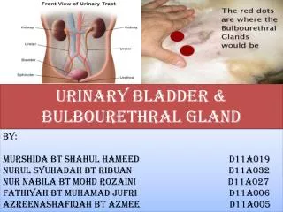URINARY BLADDER &amp; BULBOURETHRAL GLAND