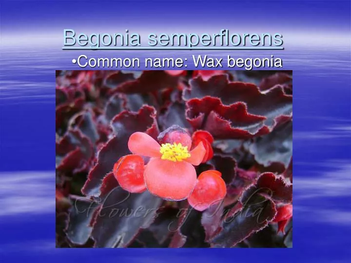begonia semperflorens