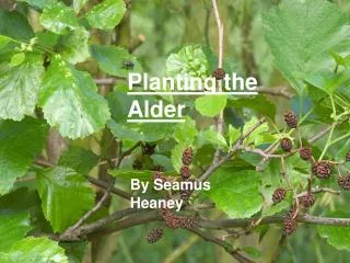 Planting the Alder