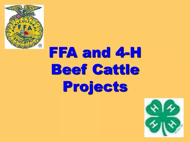 ffa and 4 h beef cattle projects