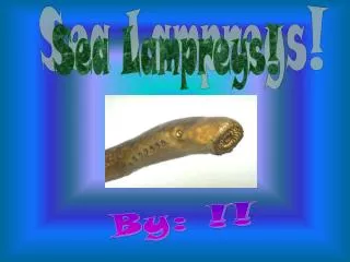 Sea Lampreys!