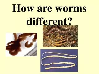 How are worms different?