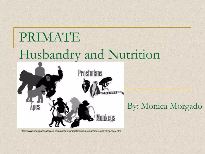 primate husbandry and nutrition