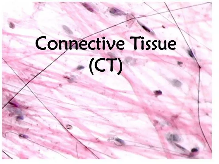 connective tissue ct