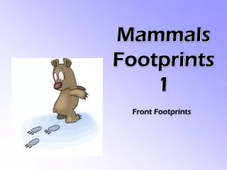 Mammals Footprints 1