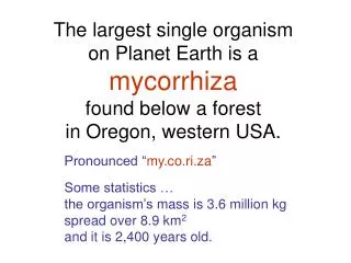 The largest single organism on Planet Earth is a mycorrhiza found below a forest in Oregon, western USA.