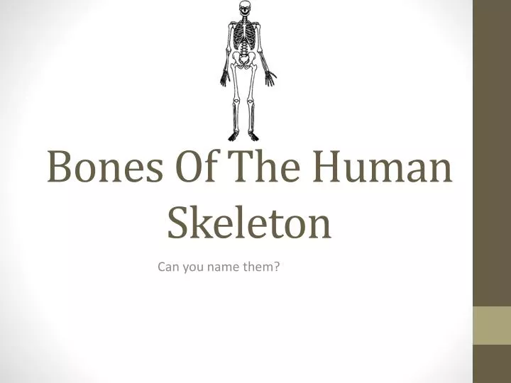 bones of the human skeleton