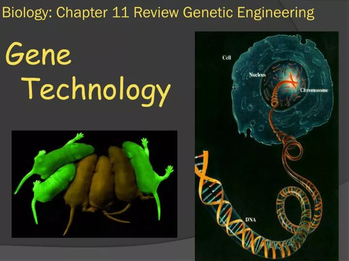 biology chapter 11 review genetic engineering