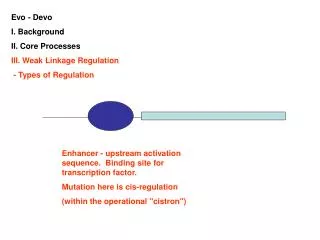 Evo - Devo I. Background II. Core Processes III. Weak Linkage Regulation - Types of Regulation